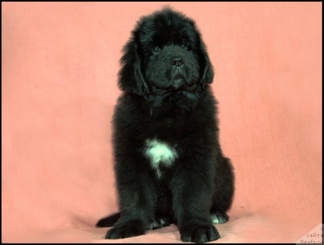 Фото: ньюфаундленд Рестайлинг Фром Шипмэн