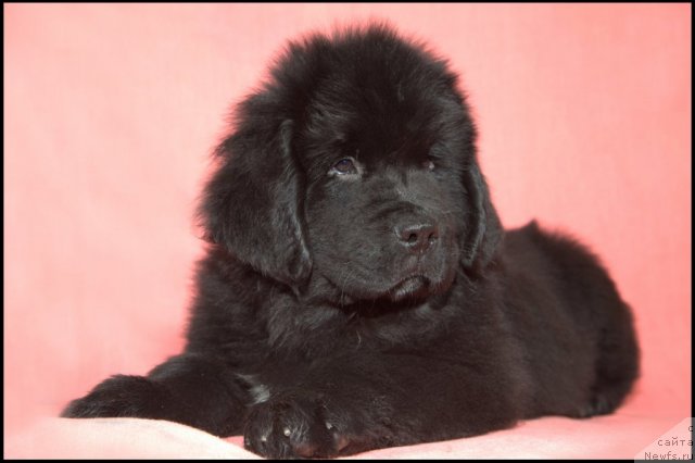 Фото: ньюфаундленд Рестайлинг Фром Шипмэн