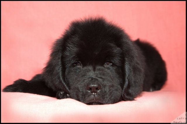 Фото: ньюфаундленд Рестайлинг Фром Шипмэн