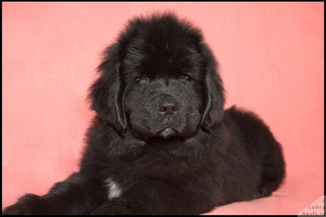 Фото: ньюфаундленд Рестайлинг Фром Шипмэн