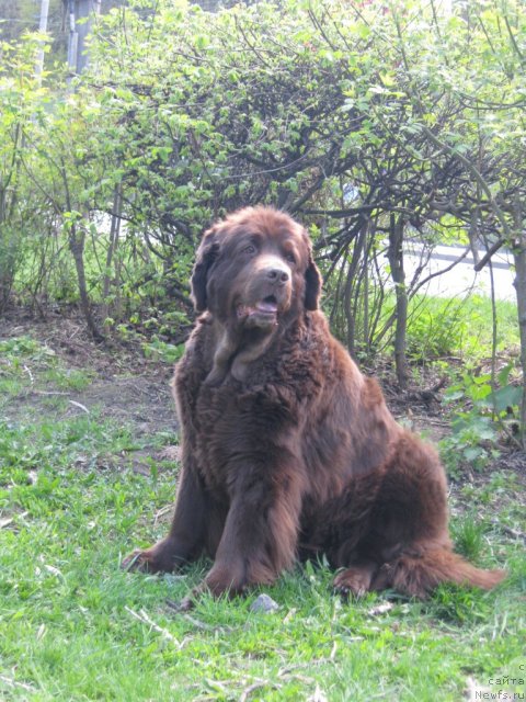 Фото: ньюфаундленд Алмас Утренняя Звезда