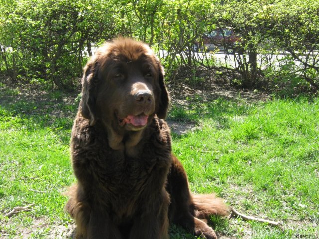 Фото: ньюфаундленд Алмас Утренняя Звезда