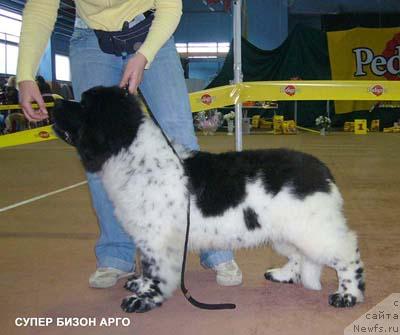 Фото: ньюфаундленд Супер Бизон Арго (Super Bizon Argo)