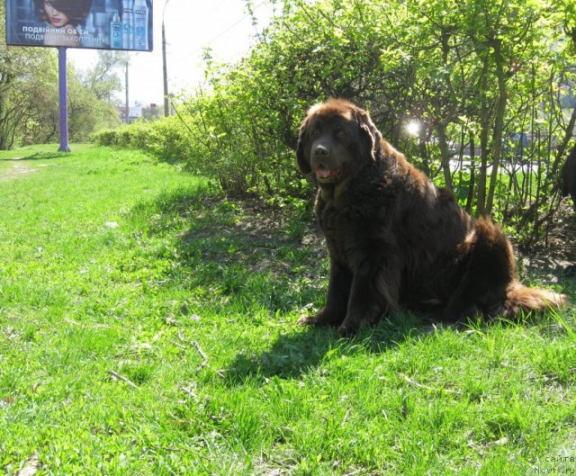 Фото: ньюфаундленд Алмас Утренняя Звезда