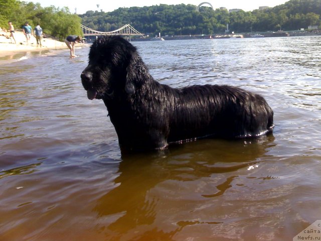 Фото: ньюфаундленд Алана Вива Дженис (Alana Viva Jeniz)