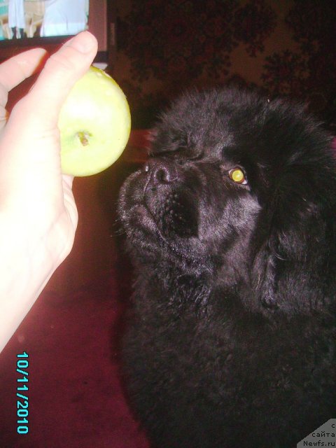 Фото: ньюфаундленд Их Высочество Владлена Маджикс