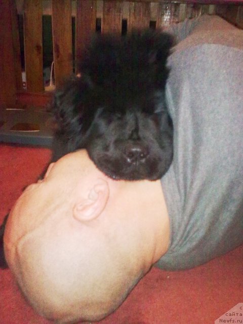 Фото: ньюфаундленд Их Высочество Владлена Маджикс, Алексей Нистратов