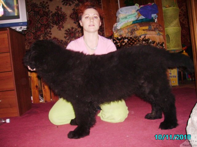 Фото: ньюфаундленд Их Высочество Владлена Маджикс, Ирина Нистратова