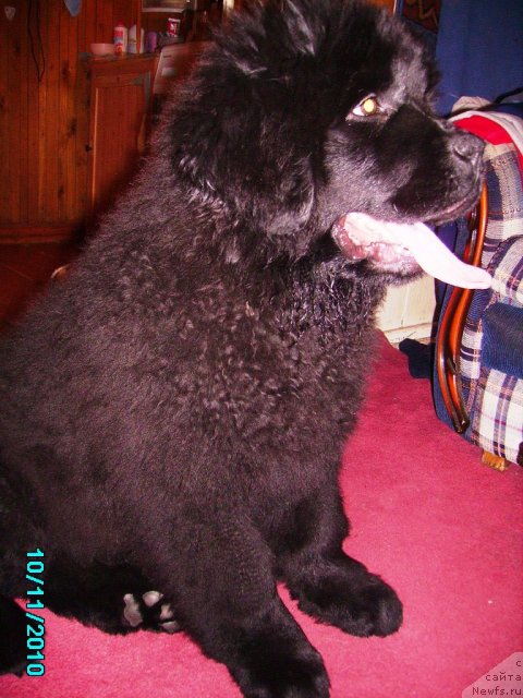 Фото: ньюфаундленд Их Высочество Владлена Маджикс