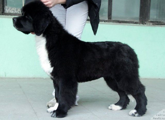 Фото: ньюфаундленд Икона Стиля