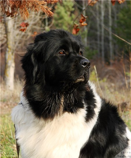 Фото: ньюфаундленд Кипер Соул Жемчужина Белая