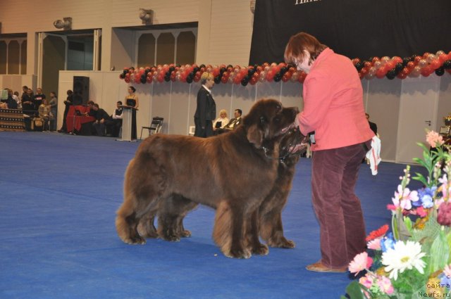 Фото: ньюфаундленд Amazing Grace vom Riesrand, ньюфаундленд Aetna vom Riesrand, Татьяна Абутова