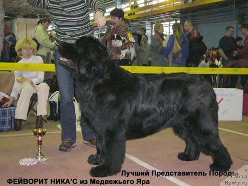 Фото: ньюфаундленд Фаворит Никас из Медвежьего Яра (Favorite Nika's iz Medvejyego Yara)