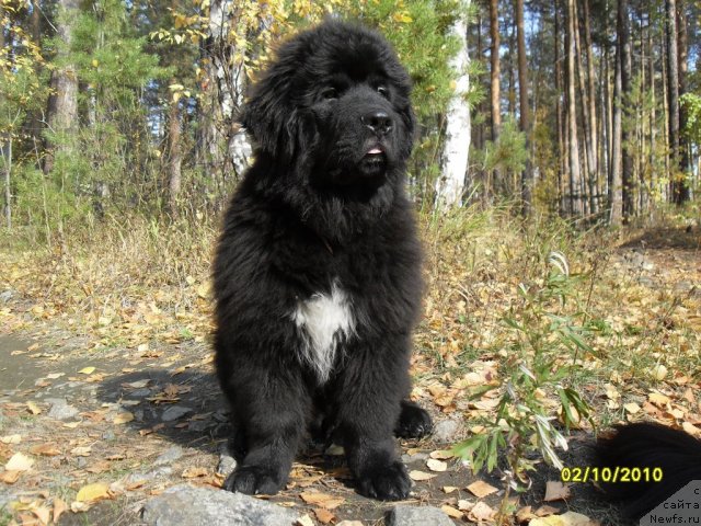 Фото: ньюфаундленд Изумруд Моей Души