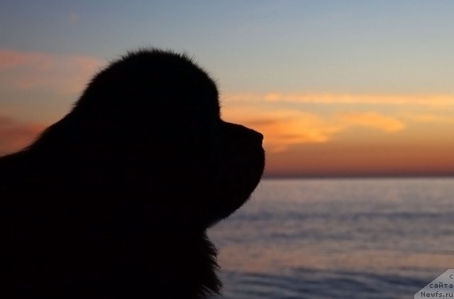 Фото: ньюфаундленд Потап Фидель