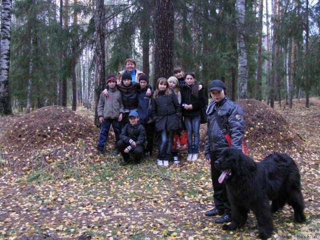 Фото: ньюфаундленд Барышня