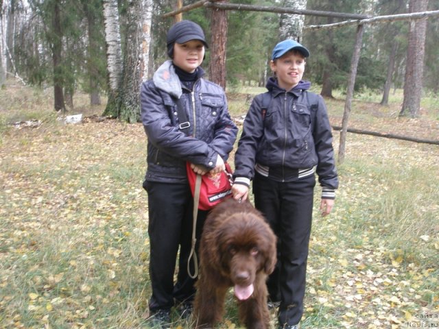 Фото: ньюфаундленд Бархатка Роскошная