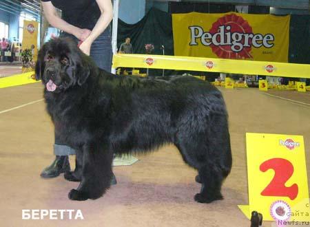 Фото: ньюфаундленд Беретта
