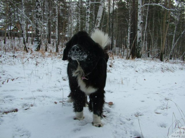 Фото: ньюфаундленд Маг Исполин Лавина (Mag Ispolin Lavina)