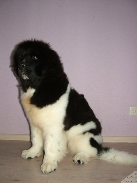 Фото: ньюфаундленд Питерньюф Чин-Чин