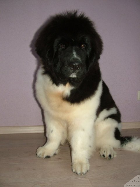 Фотография № 53206