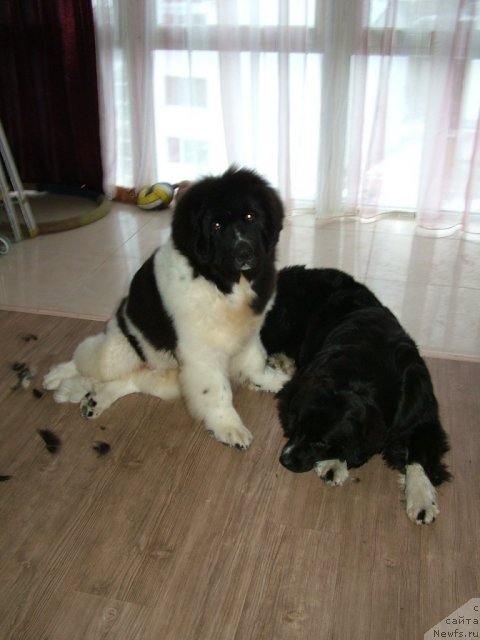 Фото: ньюфаундленд Питерньюф Чин-Чин