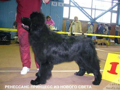 Фото: ньюфаундленд Ренесанс Принцесс из Нового Света