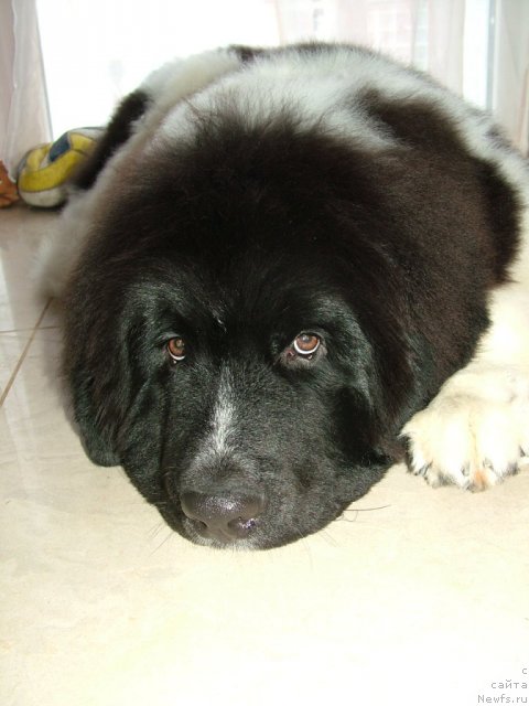 Фото: ньюфаундленд Питерньюф Чин-Чин, ньюфаундленд Маг Исполин Лавина (Mag Ispolin Lavina)