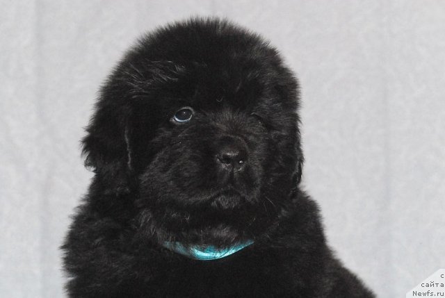 Фото: ньюфаундленд Смигар Голд Виктори Стар