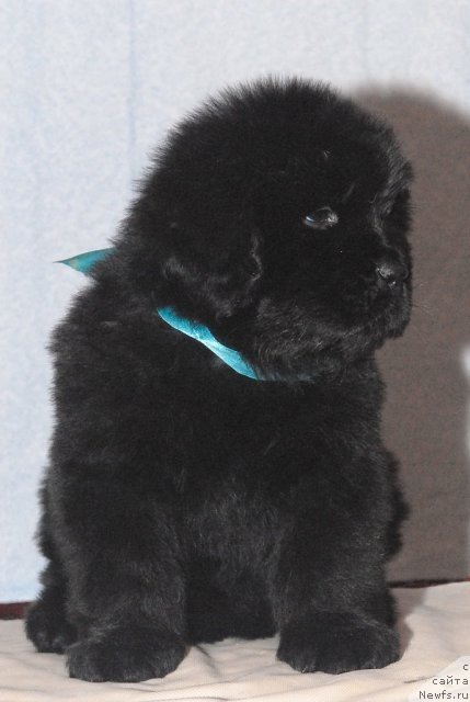 Фото: ньюфаундленд Смигар Голд Виктори Стар