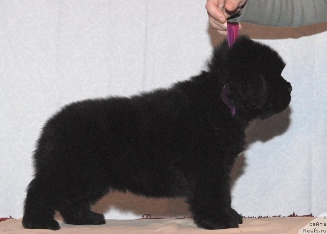 Фото: ньюфаундленд Смигар Гордон-Феллоу (Smigar Gordon Fellow)