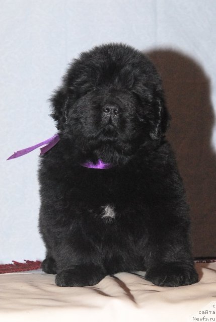 Фото: ньюфаундленд Смигар Гордон-Феллоу (Smigar Gordon Fellow)