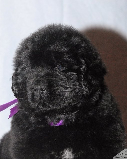 Фото: ньюфаундленд Смигар Гордон-Феллоу (Smigar Gordon Fellow)