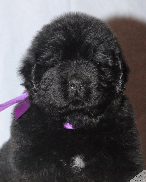 Фото: ньюфаундленд Смигар Гордон-Феллоу (Smigar Gordon Fellow)