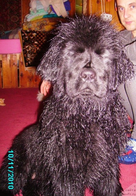 Фото: ньюфаундленд Их Высочество Владлена Маджикс