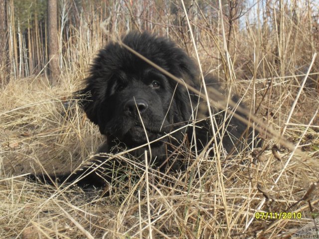 Фото: ньюфаундленд Изумруд Моей Души