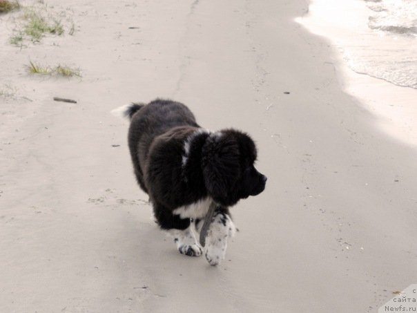 Фото: ньюфаундленд Старбимовлав Гардемарин