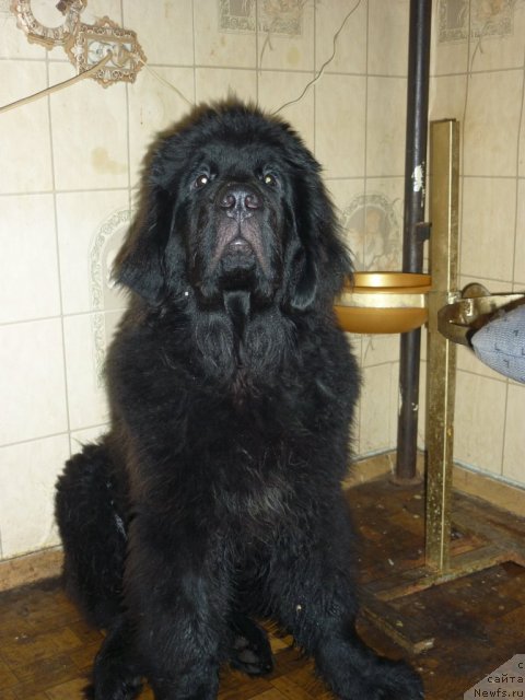 Фото: ньюфаундленд Илья Муромец