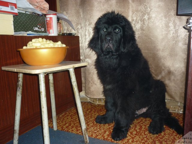 Фото: ньюфаундленд Илья Муромец