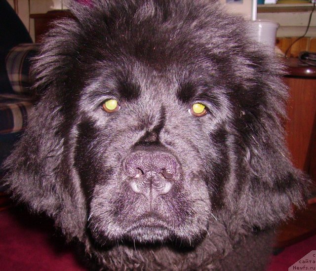 Фото: ньюфаундленд Их Высочество Владлена Маджикс