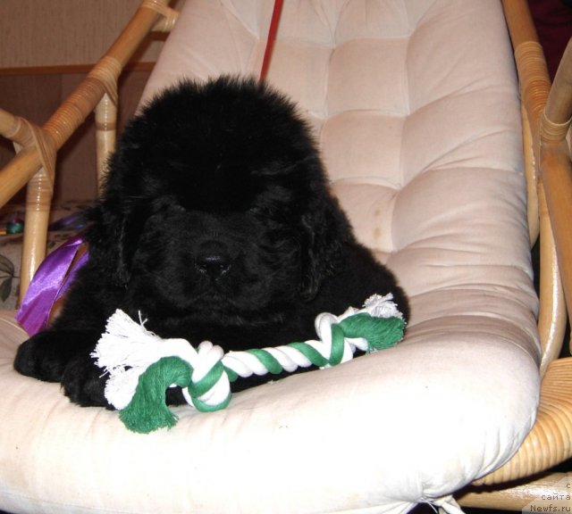 Фото: ньюфаундленд Смигар Гордон-Феллоу (Smigar Gordon Fellow)