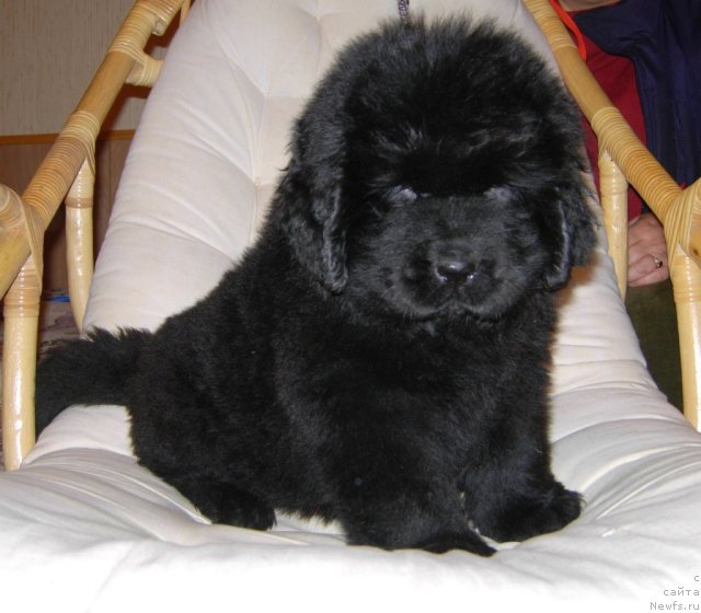 Фото: ньюфаундленд Смигар Галакси Шелл Вин (Smigar Galaxsy Shall Win)