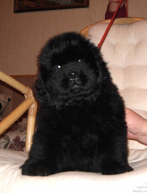 Фото: ньюфаундленд Смигар Галакси Шелл Вин (Smigar Galaxsy Shall Win)