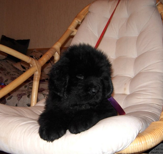 Фото: ньюфаундленд Смигар Го ту би зе Фест