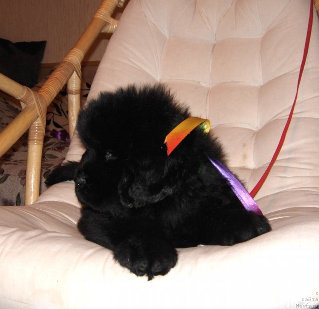 Фото: ньюфаундленд Смигар Го ту би зе Фест