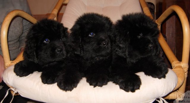 Фото: ньюфаундленд Смигар Грейт Саксэс, ньюфаундленд Смигар Го ту би зе Фест, ньюфаундленд Смигар Галакси Шелл Вин (Smigar Galaxsy Shall Win)