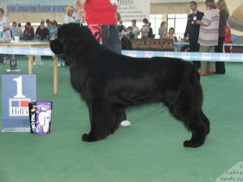 Фото: ньюфаундленд Skippers Highness King of Helluland