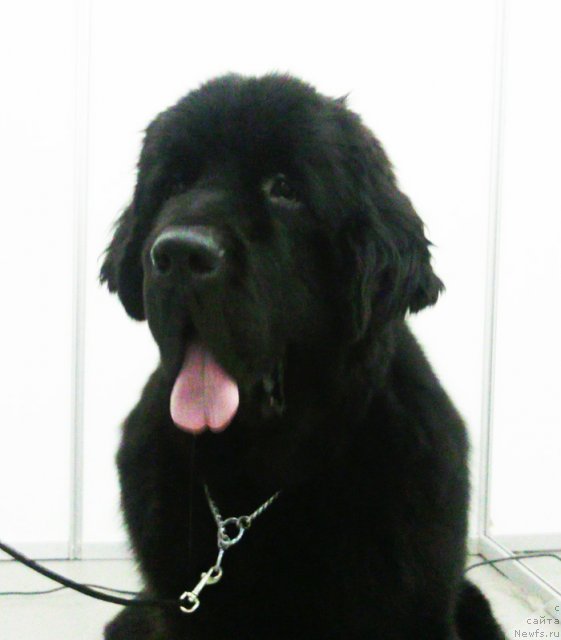 Фото: ньюфаундленд Бегущая по Волнам Схоу Муст Го Он (Beguschaya po Volnam Show Must Co On)