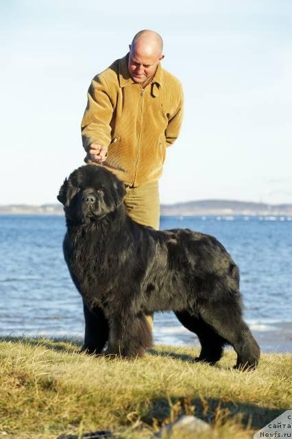 Фото: ньюфаундленд Cannon Bear's One of Those Days