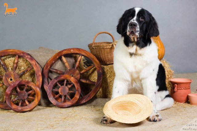 Фотография № 53335